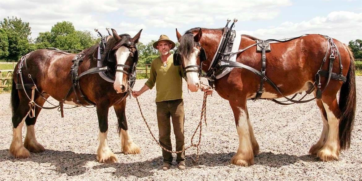 shire horse riding